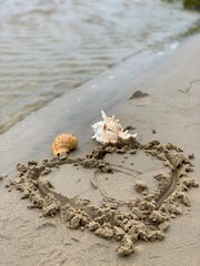 shell on the beach