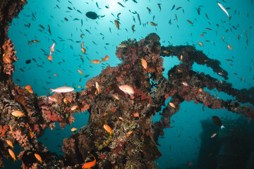 Naklejka na ściany i meble Underwater ship wreck surrounded by small tropical fish in blue ocean