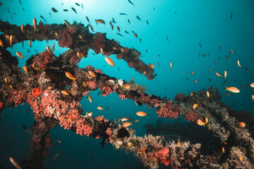Fototapeta na wymiar Underwater ship wreck surrounded by small tropical fish in blue ocean