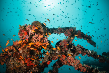 Fototapeta na wymiar Underwater ship wreck surrounded by small tropical fish in blue ocean