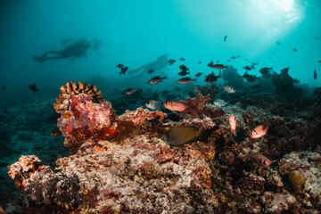 Fototapeta na wymiar Scuba diver silhouettes swimming over colorful coral reef in clear blue water