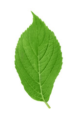Naklejka na ściany i meble One green leaf hydrangea flower isolated on a white background.