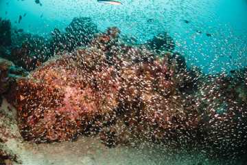 Schooling tropical fish swimming in clear blue water among colorful coral reef and tropical paradise