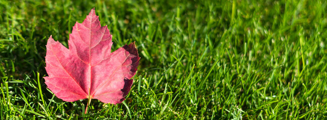Autumn maple tree leaf on green grass, top view. Fallen red leaf on green lawn, natural background. Fall season concept. Autumn atmosphere image. Banner with copy space, selective focus