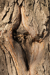 Bark of tree. Background from a tree bark. Texture, background of the old tree bark.