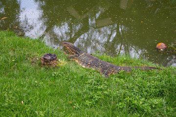 The asian water monitor (varanus salvator species) in the forest,native lizard in the lake