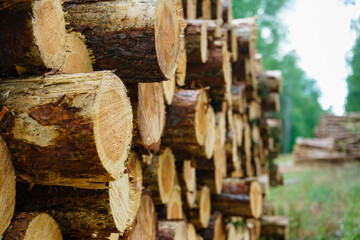 Pile of wood wooden logs in forest