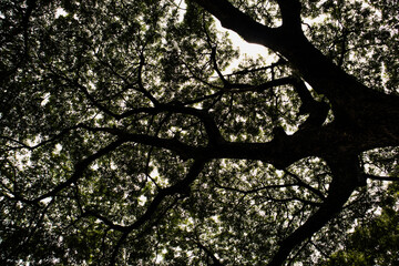 Branches of tree silhouette, bottom view photography.