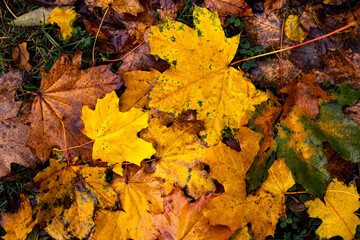 Fall. Colorful fallen leaves on wet grass, background, picture, landscape, close-up