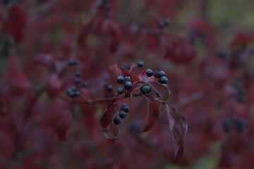 Cornus sanguinea. Bush in autumn with berries