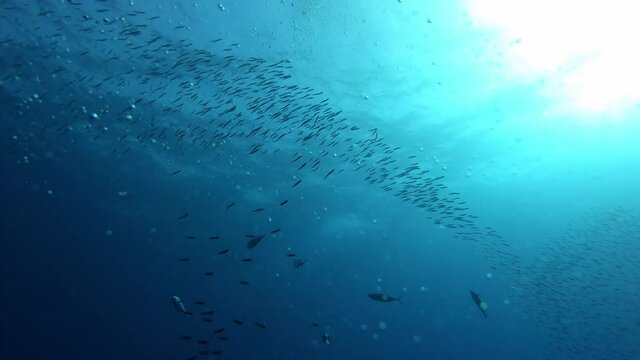 Underwater scene - Little tuna fishes chasing a sardines bait ball - Marine life in the Mediterranean sea