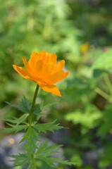 orange flower