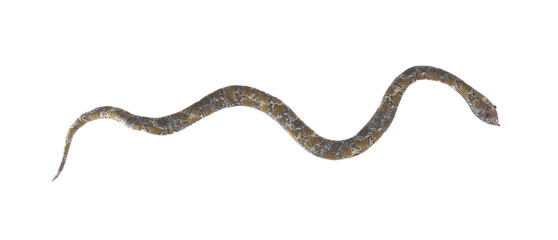 toy green snake isolated on white background