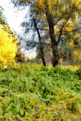 Naklejka premium Tree and shrubs in the autumn forest in the early morning.