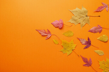 Leaves of fall red, orange, yellow leaf fall. Autumn concept