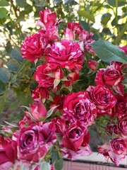 bunch of pink roses