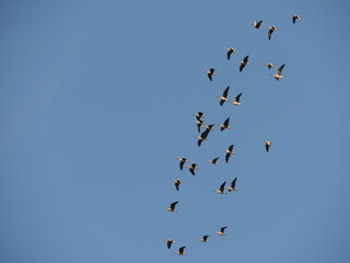 birds in flight
