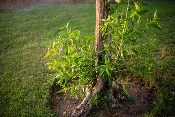 Sprinkler in garden watering the lawn. Automatic watering lawns.