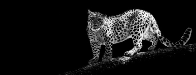 Template of Portrait of Panther with a black background © AB Photography