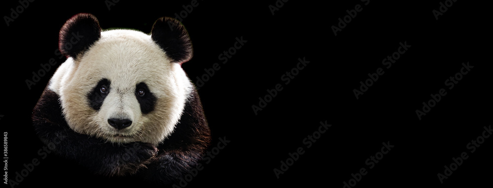 Canvas Prints template of portrait of panda with a black background