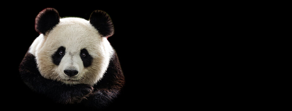 Template of Portrait of panda with a black background