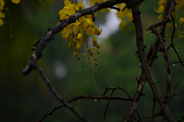 yellow flower hanging in the rain