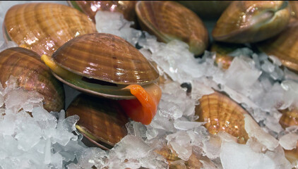 Scallop Seashell background