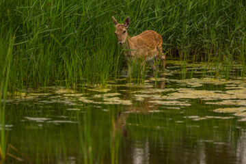 Fallow deer in Aiguamolls De L'Emporda Nature Reserve, Spain © Alberto Gonzalez 