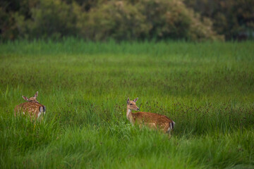 Fallow deer in Aiguamolls De L'Emporda Nature Reserve, Spain © Alberto Gonzalez 