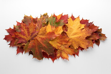 Naklejka na ściany i meble Heap pile of beautiful colored autumn maple leaves isolated on white background. Autumn, fall, thanksgiving day, nature concept. Flat lay, top view, copy space..