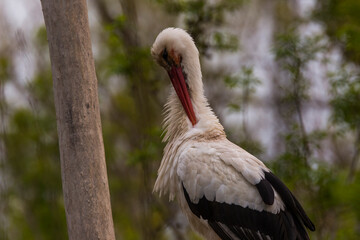 Storks in spring in Aiguamolls De L'Emporda Nature Reserve, Spain