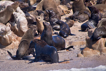 Naklejka premium Cape Fur Seals, Arctocephalus pusillus, Shark Alley, Geyser Rock, Dyer Island, Gansbaai, Western Cape, South Africa, Africa