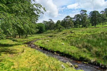 Fototapeta na wymiar A small windingstream flowing through the scenic Forest of Bowland in Summer