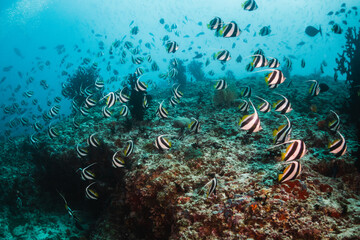 Fototapeta na wymiar Schooling tropical fish swimming in clear blue water among colorful coral reef and tropical paradise