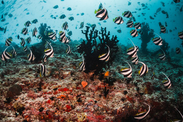 Schooling tropical fish swimming in clear blue water among colorful coral reef and tropical paradise