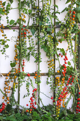 Fresh organic green and red tomatoes hanging on bamboo wood on white wall background