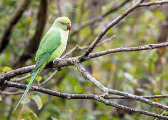Green Ring necked parakeet perched on a tree branch with a natural out of focus background