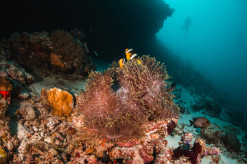 Fototapeta na wymiar Scuba diver silhouettes swimming over colorful clown anemone fish in blue ocean