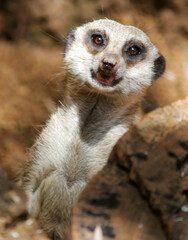 Fototapeta premium meerkat on guard