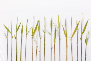 Common reed or southern reed on white background © Olga Ionina