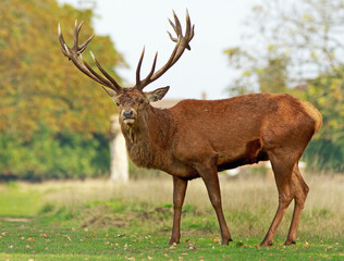 Naklejka na ściany i meble Beautiful Red Stag looking directly into camera, with anatural wood background, Bushy Park, London