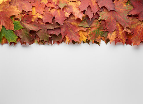 Border frame of colorful autumn leaves isolated on white background. Autumn, fall, thanksgiving day, nature concept. Flat lay, top view, copy space.