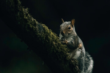 squirrel on a tree, eating nut
