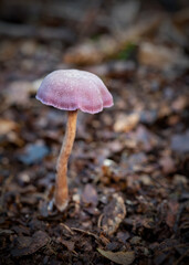 Amethyst Deceiver Growing In The Ancient Piddington Woodland, Oxfordshire
