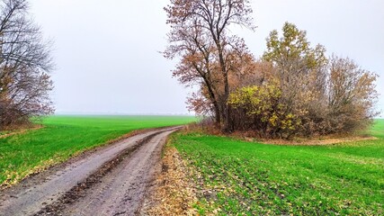 Obraz premium autumn in the field