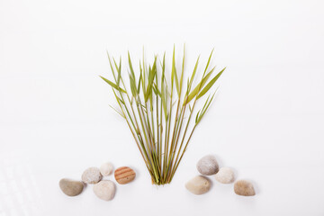 Common reed or southern reed on white background © Olga Ionina