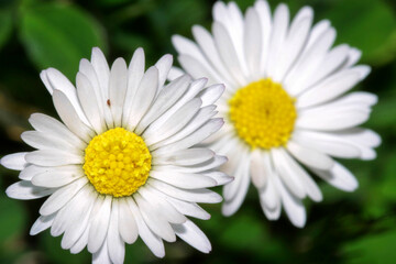 Obraz premium Daisy, Guadarrama National Park, Segovia, Castile and LeÃ³n, Spain, Europe