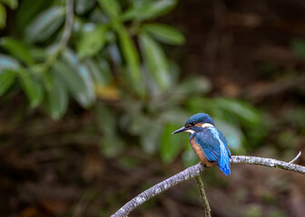 kingfisher on the branch