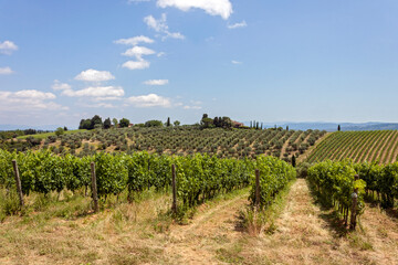 Fototapeta na wymiar vineyard in Chianti region country, Tuscany
