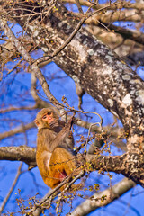 Rhesus Macaque, Macaca, Royal Bardia National Park, Bardiya National Park, Nepal, Asia